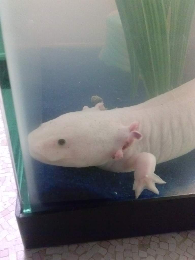 His first day home