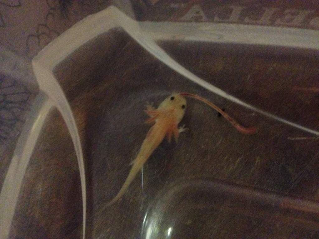 His first worm... Day 8