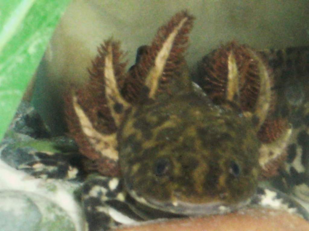 his frills and gills used to be black and dark brown..?!
