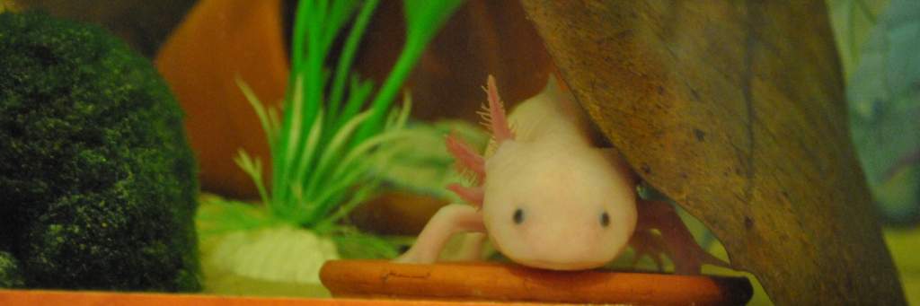 His gills are still a bit pants from the great fungus attack; however, they're looking better everyday. :)