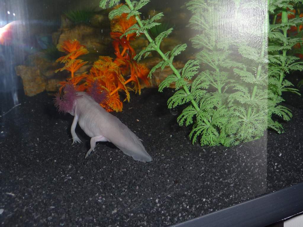 His(her?) tummy seems wrong. He did just eat a little fish (frozen food) but I'm also scared that he'd eaten some of his old gravel. Should I be worri