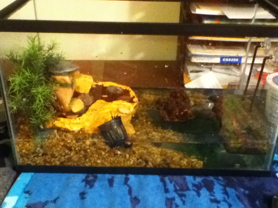 His new semi aquatic setup, comments?