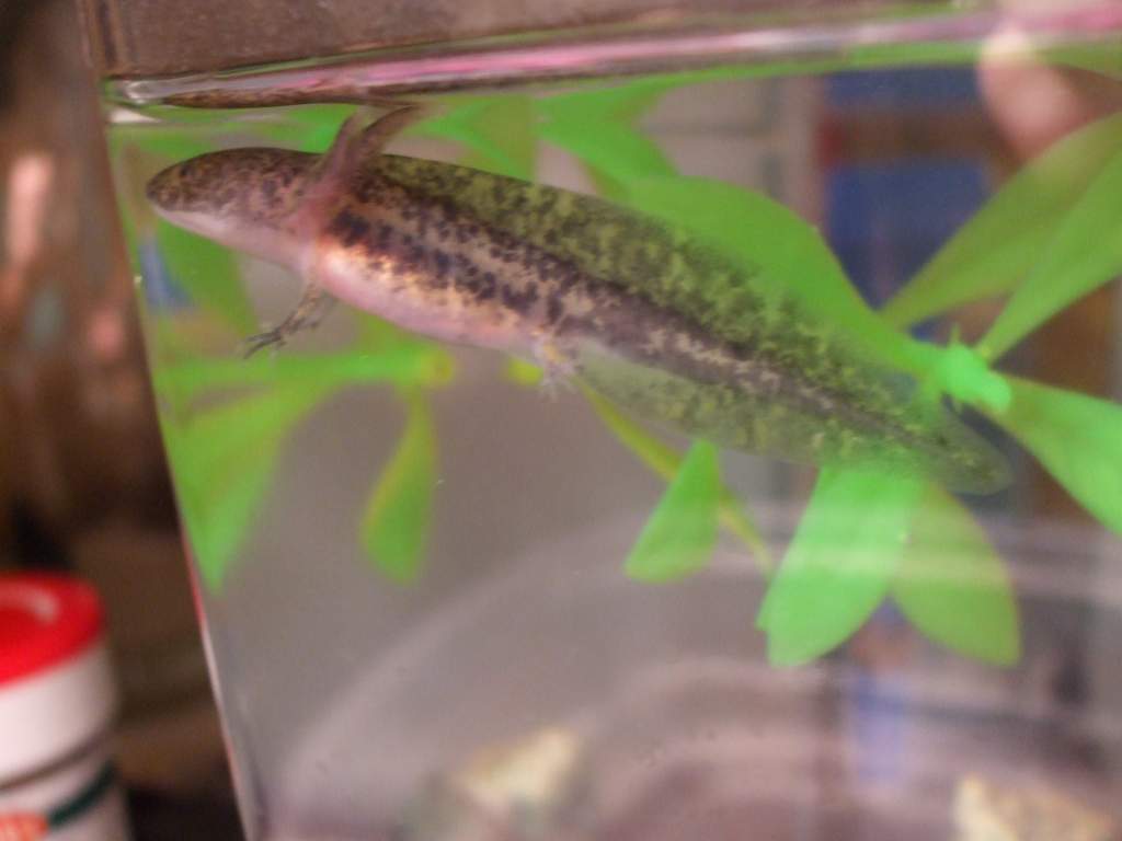 His pretty markings, and lovely tail.