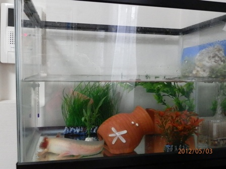 his tank with new plants