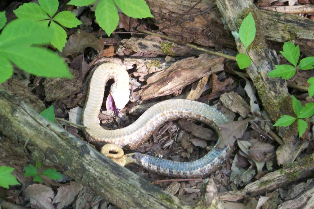 Hognose
