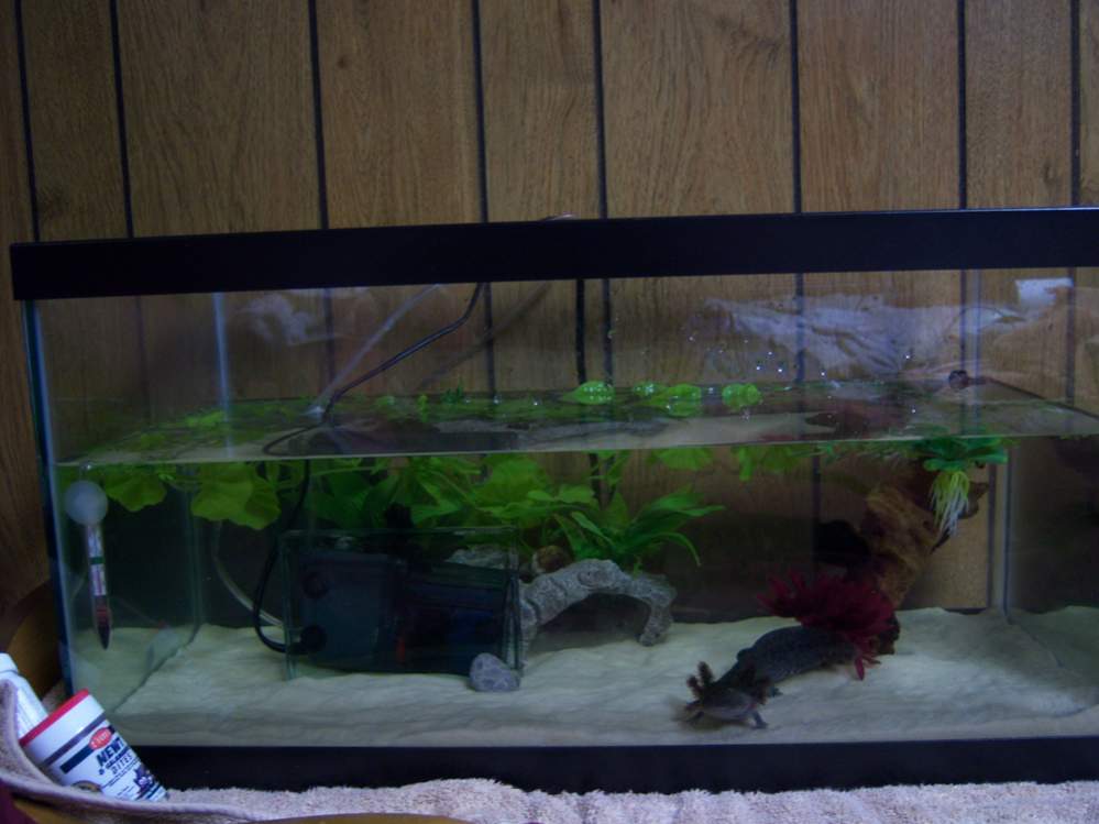 home sweet home- handicap accessible for my little gimp