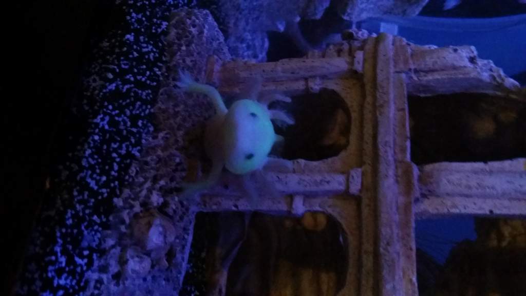 Honkey poking out of the coliseum (Blue LED)