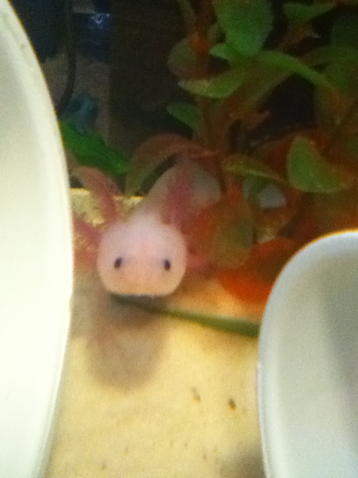 Hooper :)