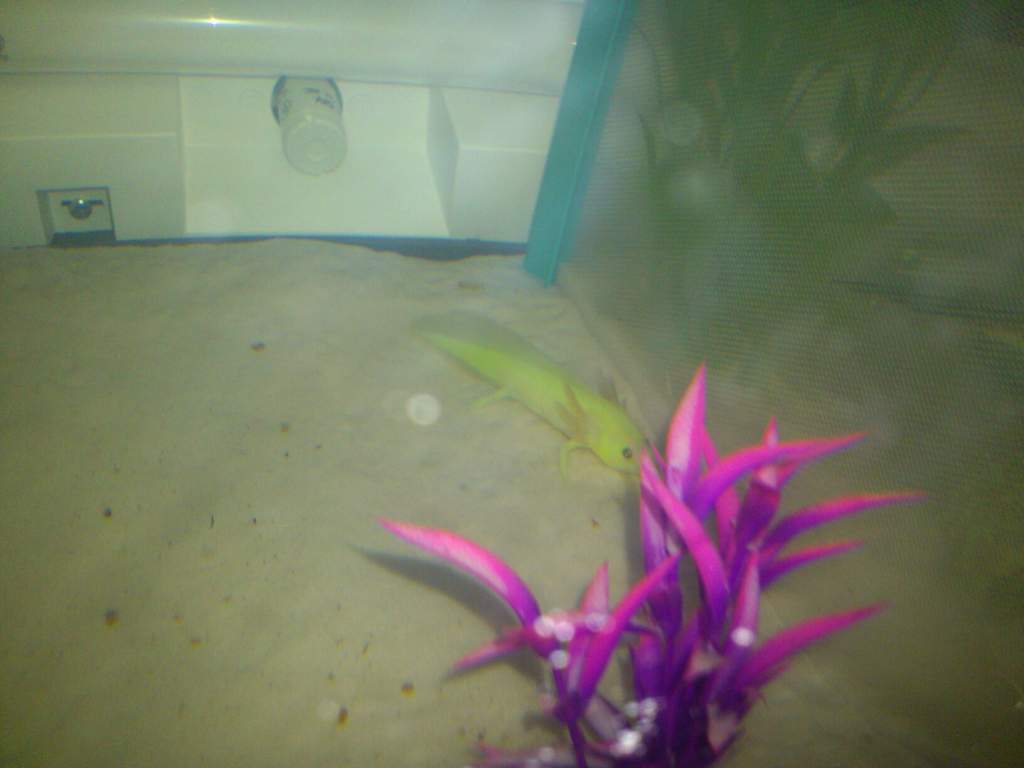 Horhay, about a month or two old