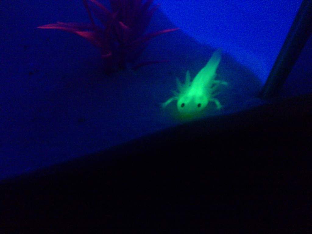 Horhay glowing!