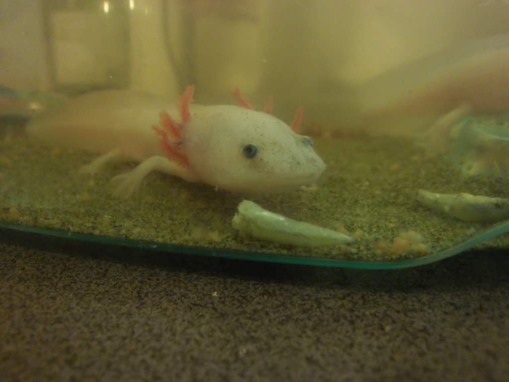 Hoshi