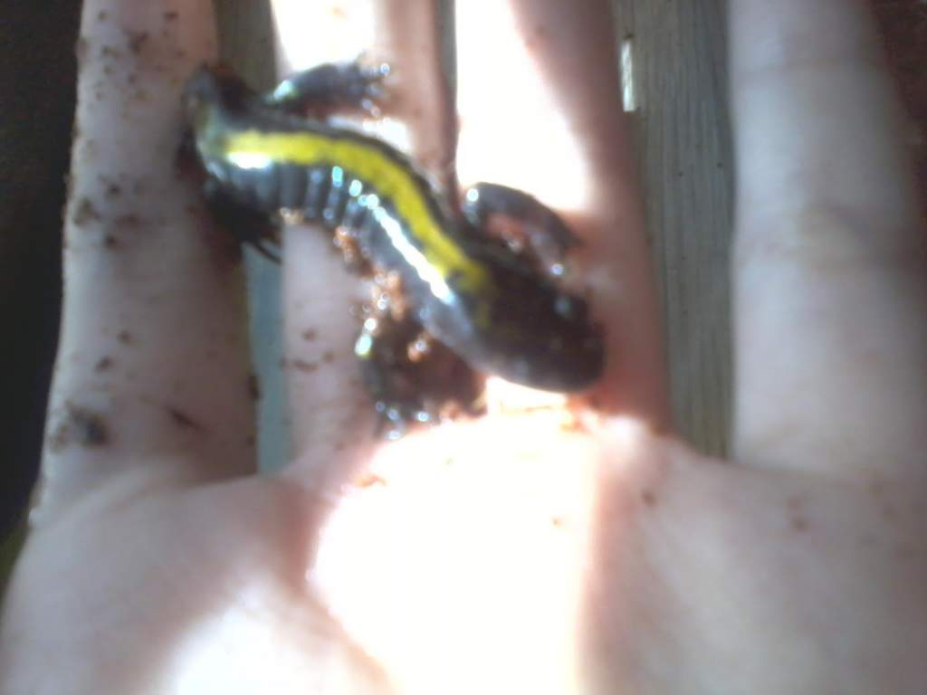 houdini june2011