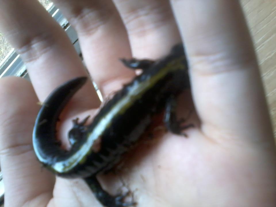 houdini sep21 2011
trying to burrow through my fingers, teehee