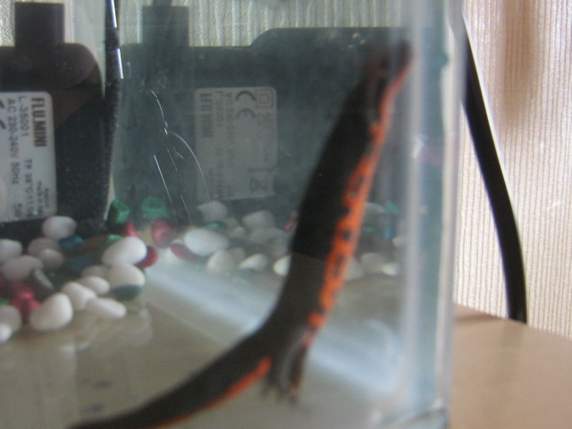 Houdini