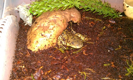 Humphrey's first night in our home :)