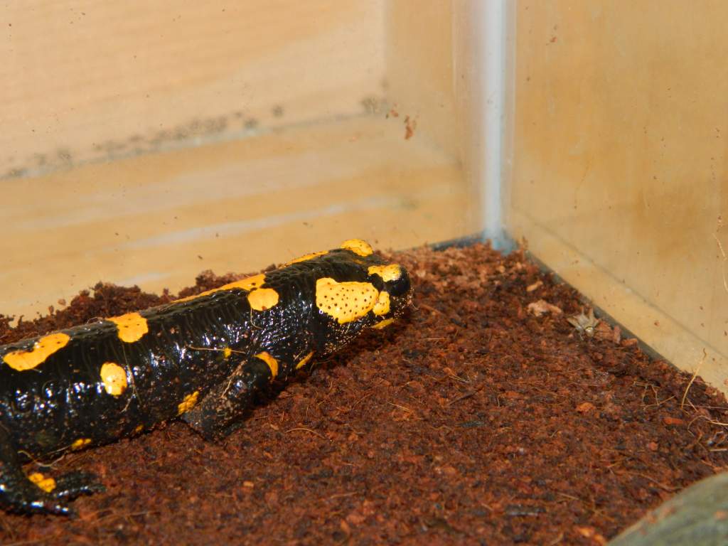 Hunting a cricket