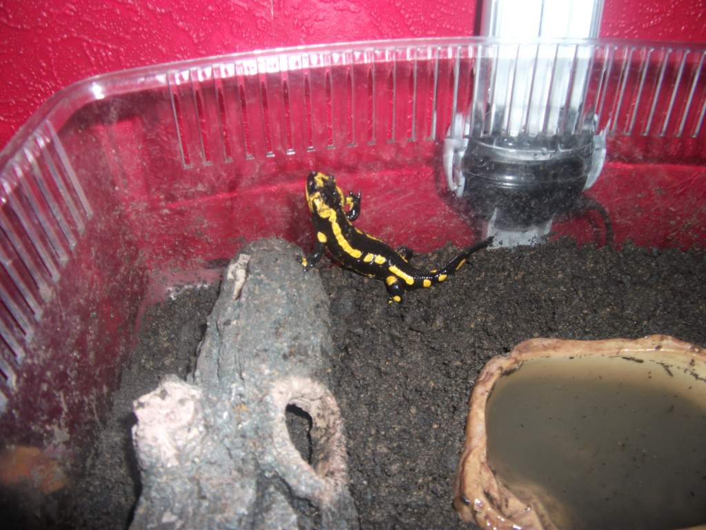 Hurbet trying to escape this this all he will do when I try and feed