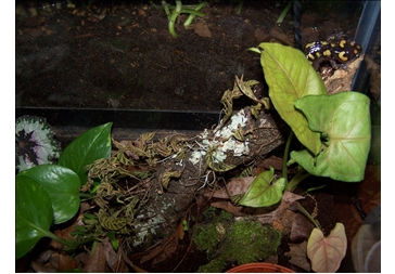 Hwa on his log.