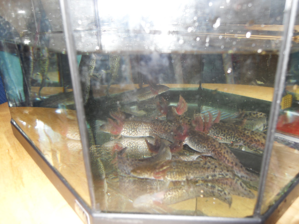 hybrid and cynops 004