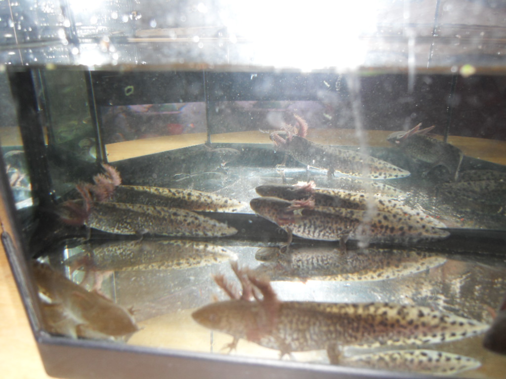 hybrid and cynops 072