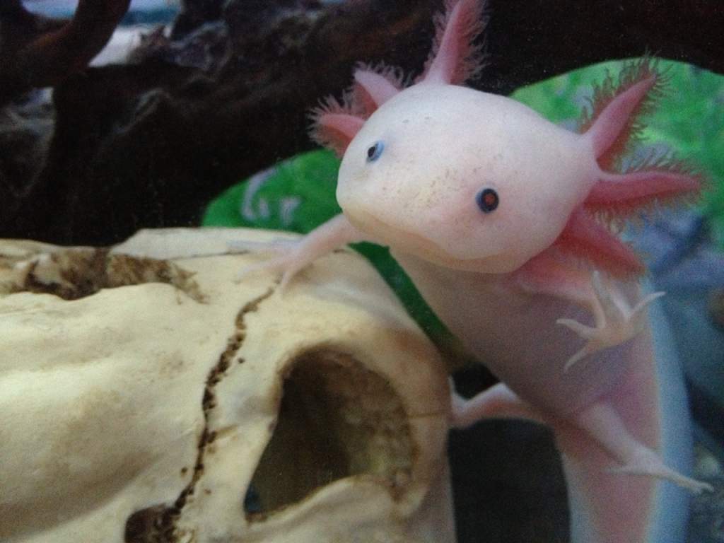 hydrahello