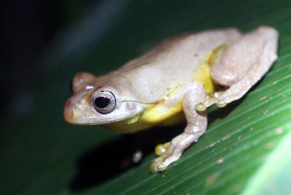 Hyla loquax - Swamp Treefrog