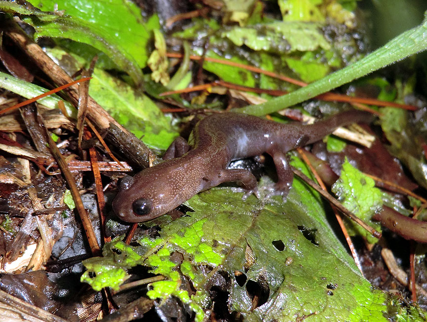 Hynobius arisanensis
