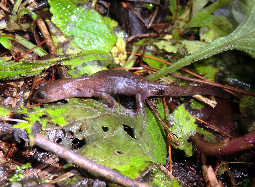 Hynobius arisanensis