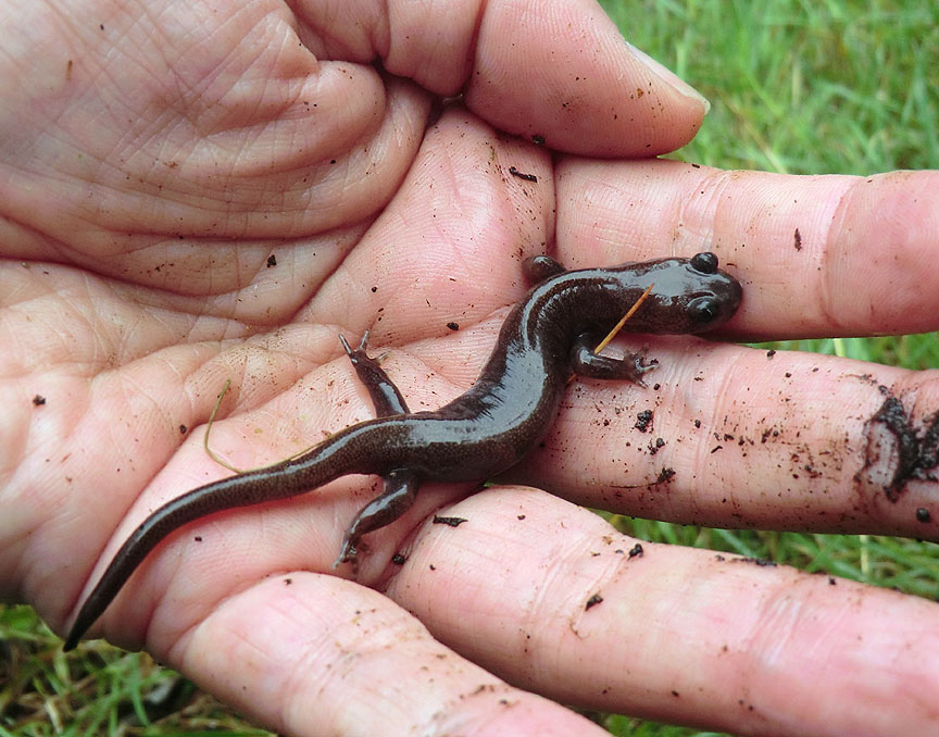 Hynobius arisanensis