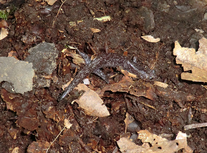Hynobius fuca