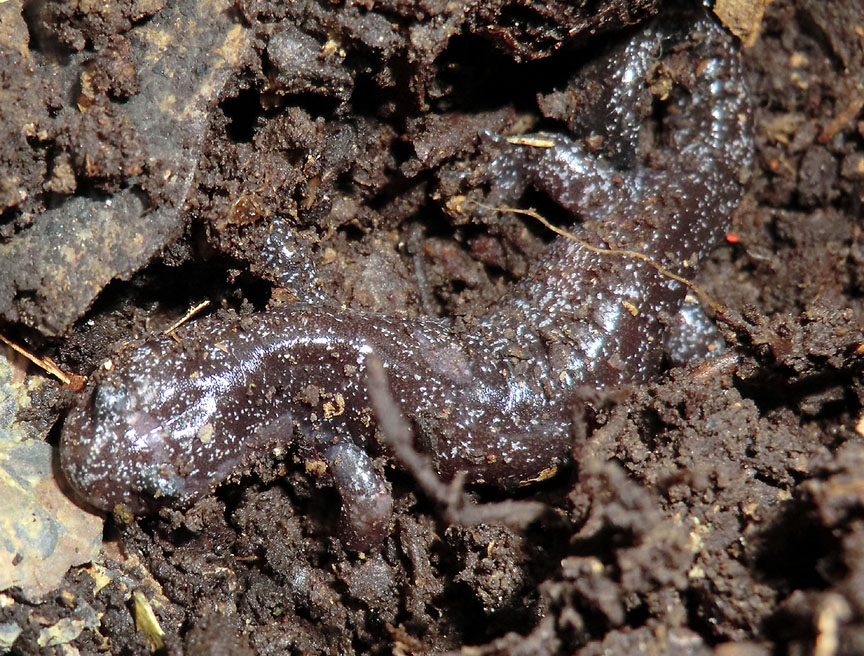 Hynobius fuca