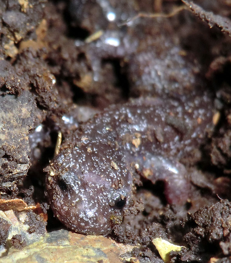 Hynobius fuca