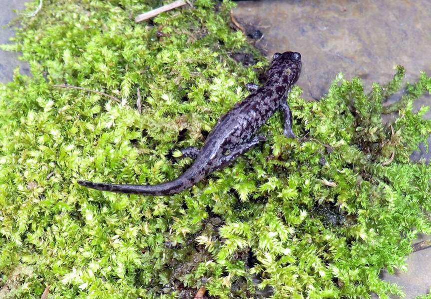 Hynobius sonani