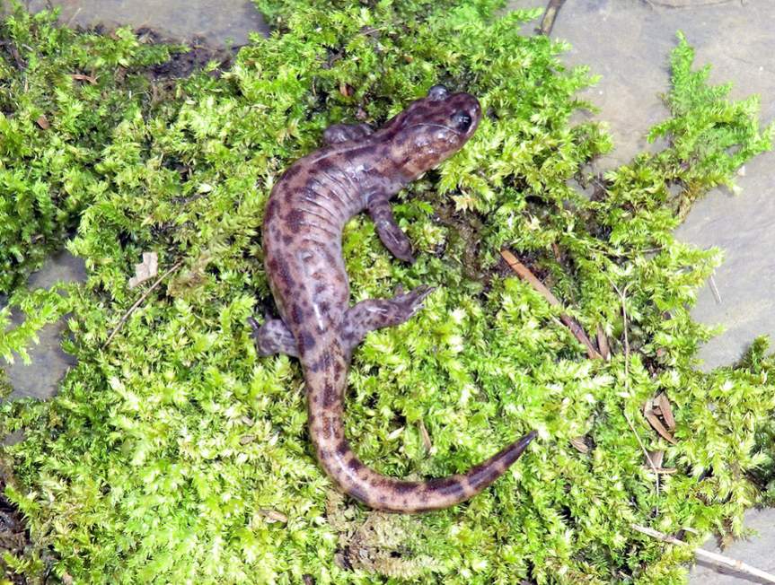 Hynobius sonani