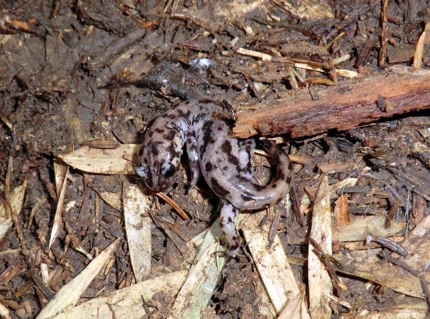Hynobius sonani