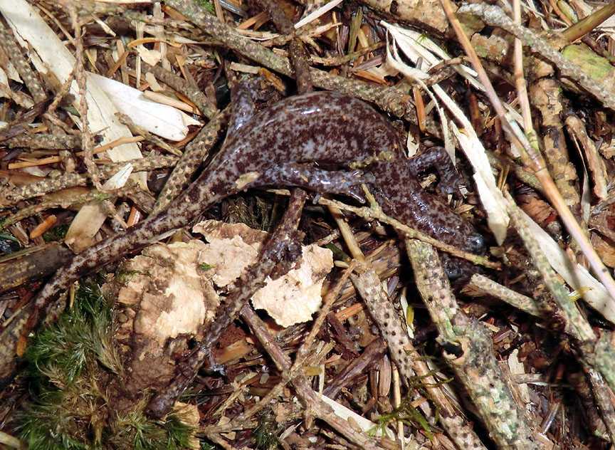 Hynobius sonani