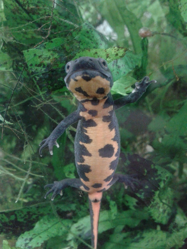 Hypselotriton orientalis, adult female.