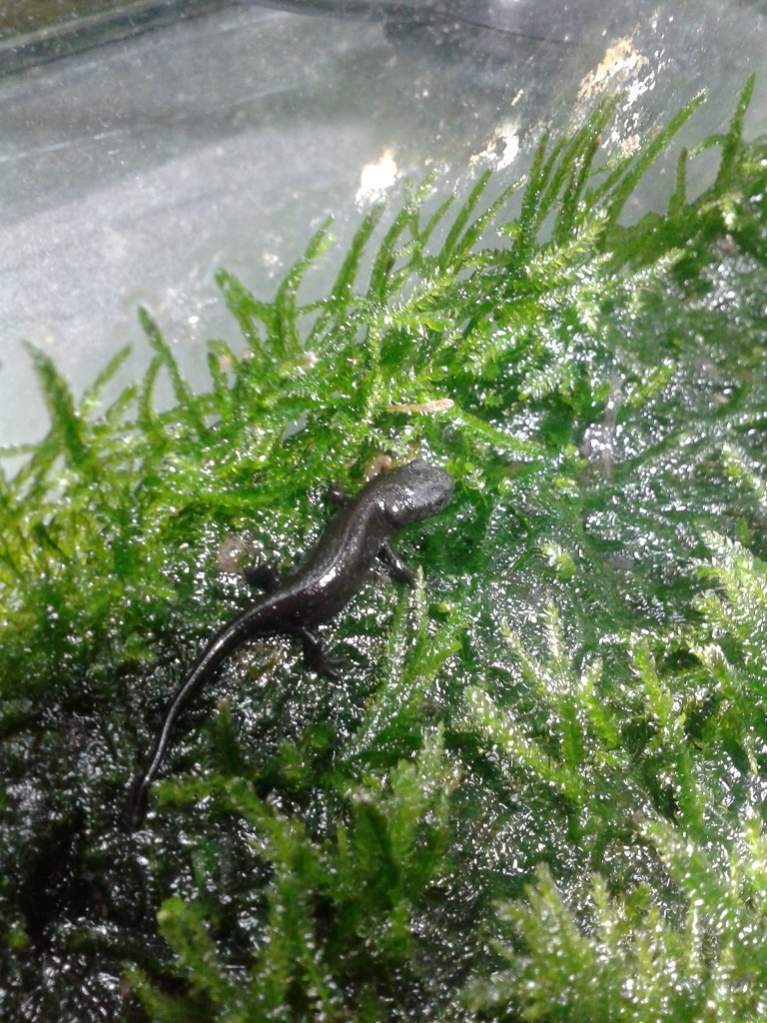 Hypselotriton orientalis, juvenile.