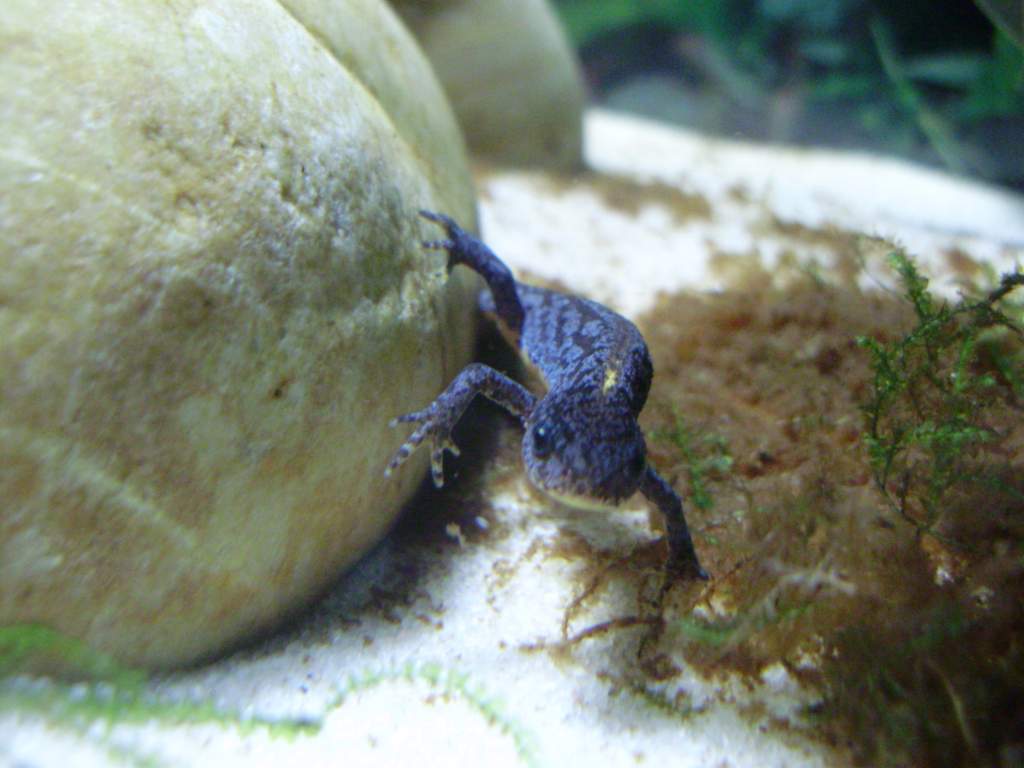 I.a.alpestris juvenile