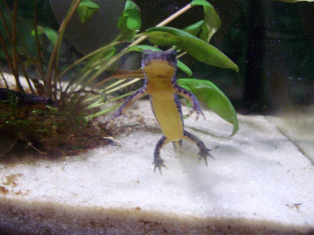 I.a.alpestris juvenile