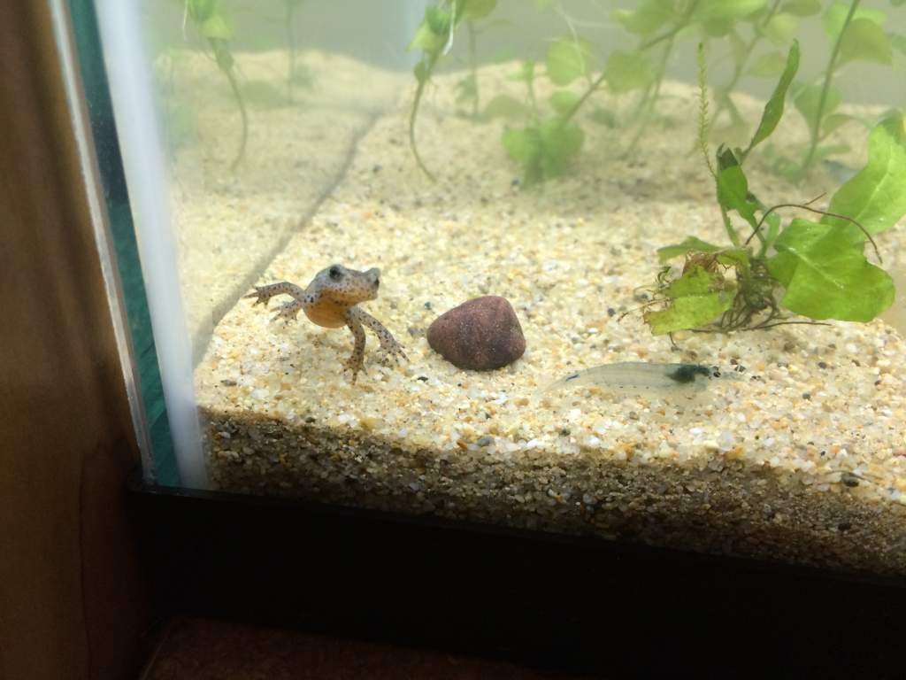 I. a. apuanus juveniles, Nov 2016, A