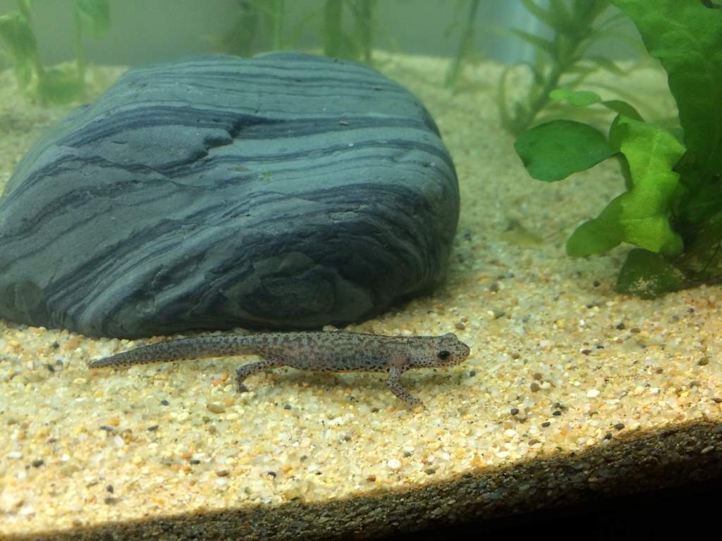 I. a. apuanus juveniles, Nov 2016, A