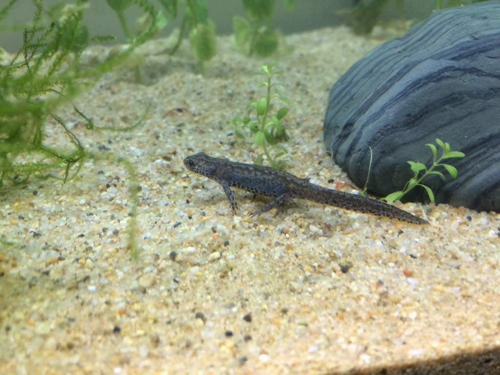 I. a. apuanus juveniles, Nov 2016, D