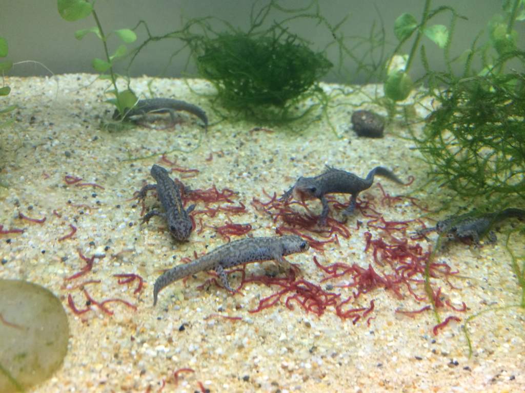 I. a. apuanus juveniles, Nov 2016