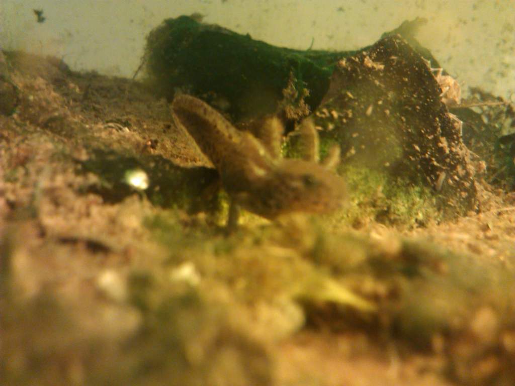 I.a.apuanus larva!
