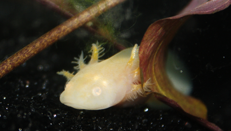 I began to notice the shiny gold colouring on the gills!