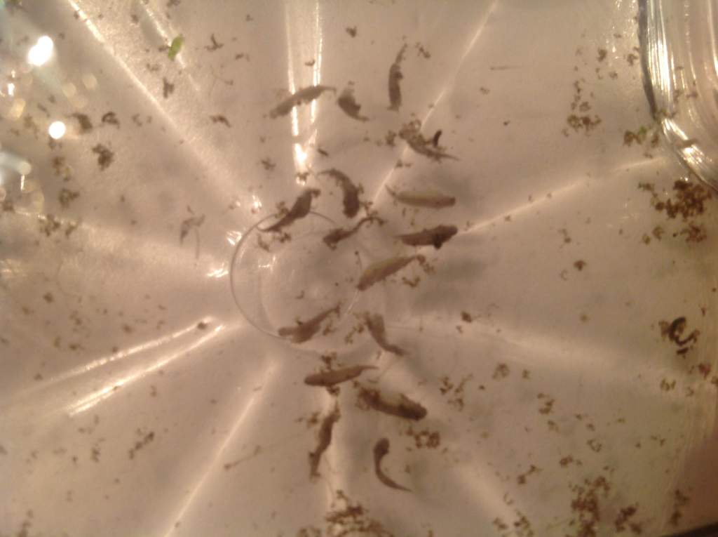 I believe these are 15 dead little larvae :-(