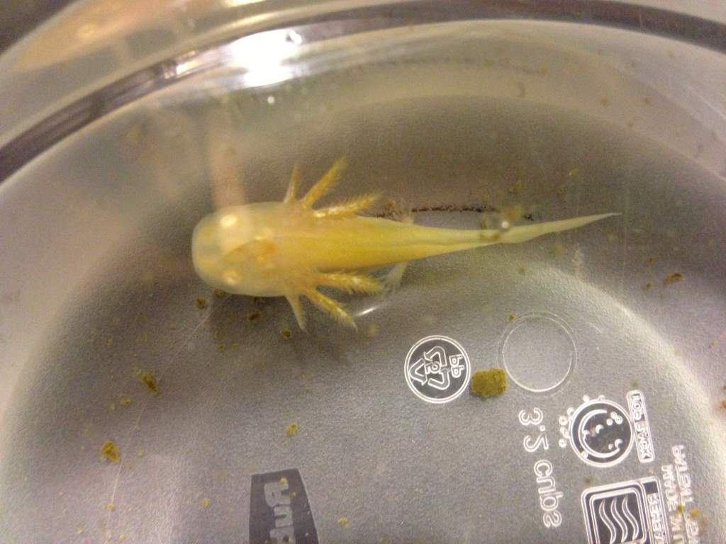 I call him 24k gold. He's/She's so pretty!