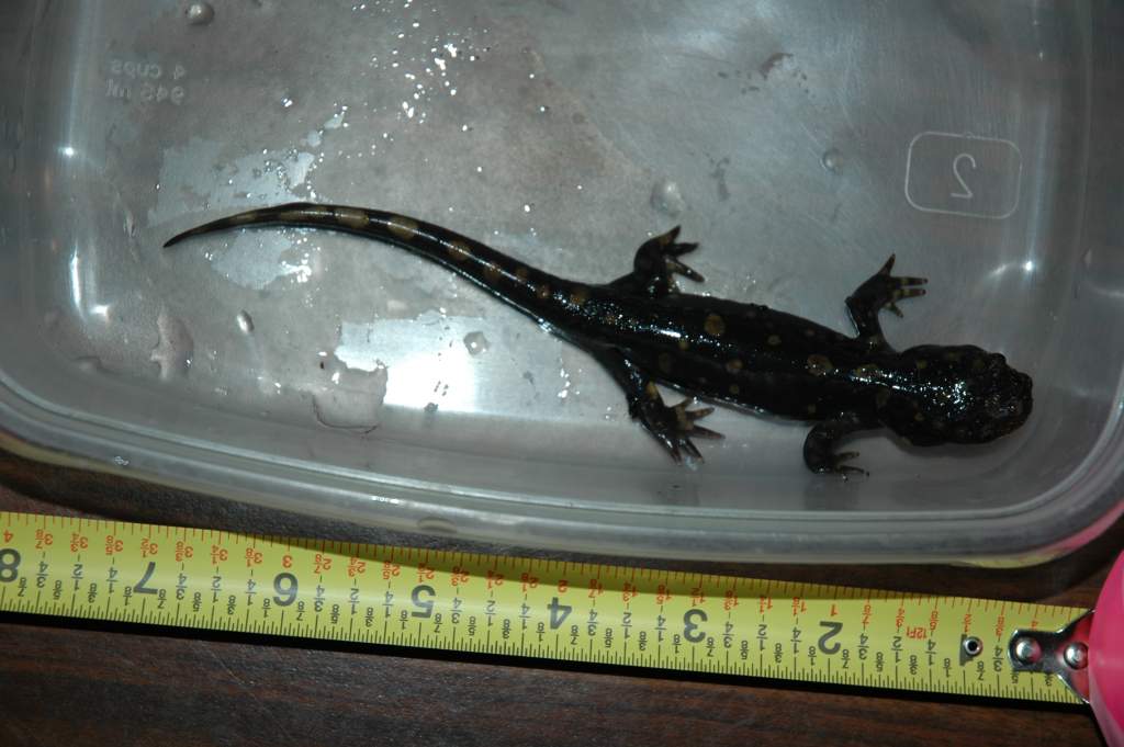 I chose Porgy to represent the size of my salamanders.  He's the calmest and most relaxed about being handled.  Despite his laid-back demeanor, he was