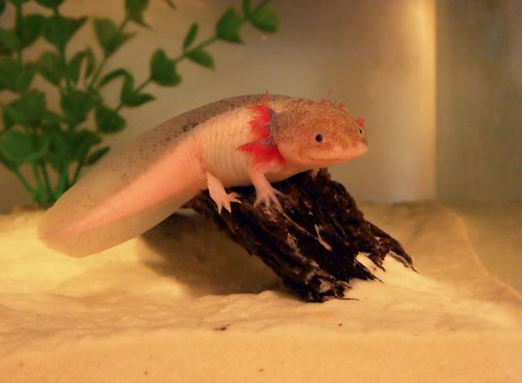 I climb!